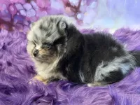 AKC Kristoff, a male Pomeranian for sale in Inyokern, CA – 3 of 6