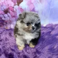 AKC Kristoff, a male Pomeranian for sale in Inyokern, CA – 2 of 6