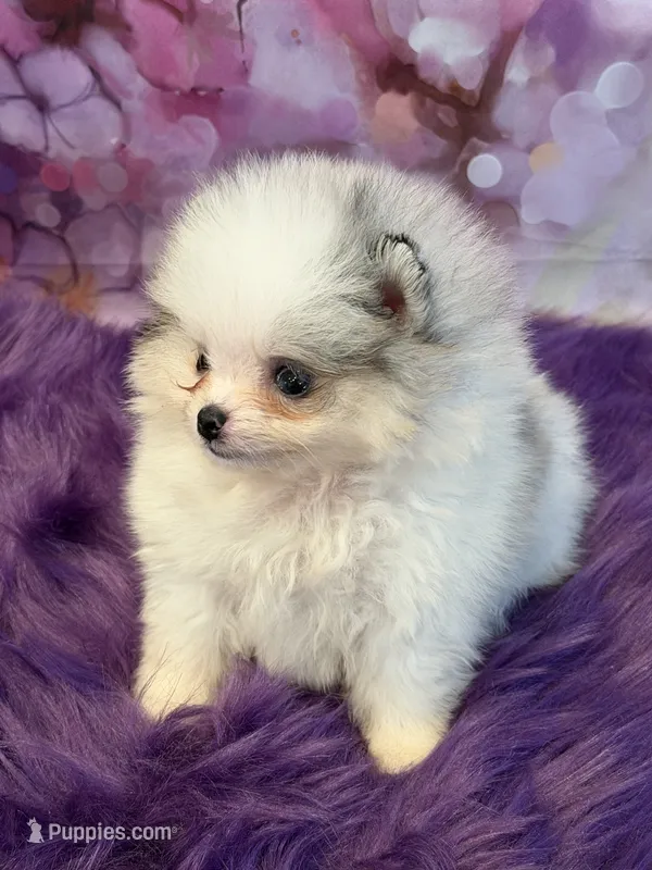 AKC Elsa – Pomeranian puppy for sale in Inyokern, CA