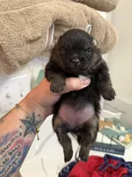 AKC Bella, a female Pomeranian for sale in Inyokern, CA – 4 of 5