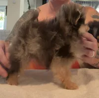 AKC Max, a male Pomeranian for sale in Inyokern, CA – 2 of 3