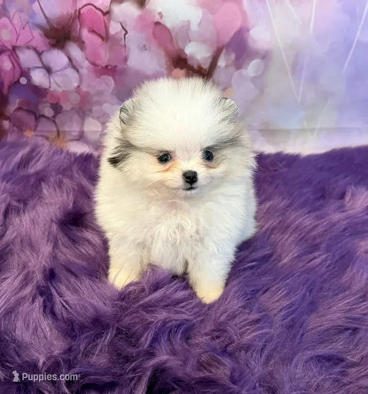 AKC Elsa – Pomeranian puppy for sale in Inyokern, CA