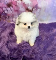AKC Elsa, a female Pomeranian for sale in Inyokern, CA – 3 of 4