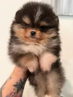 AKC Remi, a male Pomeranian for sale in Inyokern, CA – 6 of 7