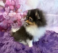 AKC Meesha, a female Pomeranian for sale in Inyokern, CA – 3 of 6