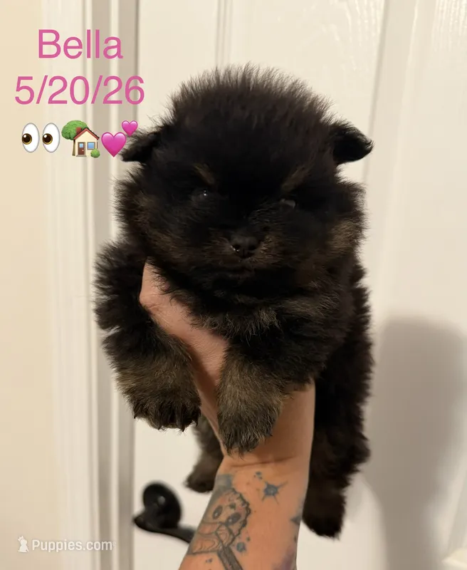 AKC Bella, a female Pomeranian for sale in Inyokern, CA – 1 of 5