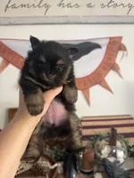 AKC Niki, a female Pomeranian for sale in Inyokern, CA – 3 of 3
