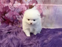 AKC Nala, a female Pomeranian for sale in Inyokern, CA – 2 of 5