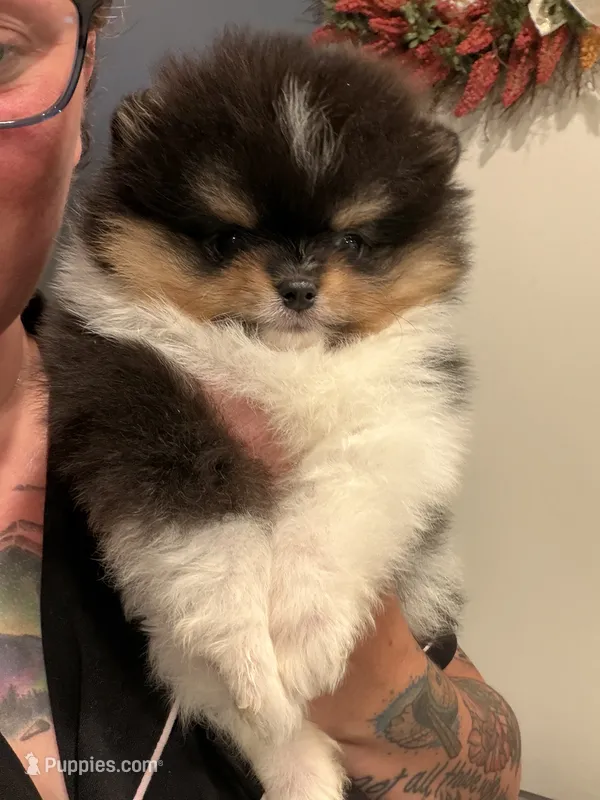 AKC Meesha – Pomeranian puppy for sale in Inyokern, CA