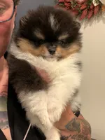 AKC Meesha, a female Pomeranian for sale in Inyokern, CA – 1 of 3