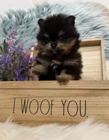 AKC Dexter, a male Pomeranian for sale in Inyokern, CA – 1 of 2