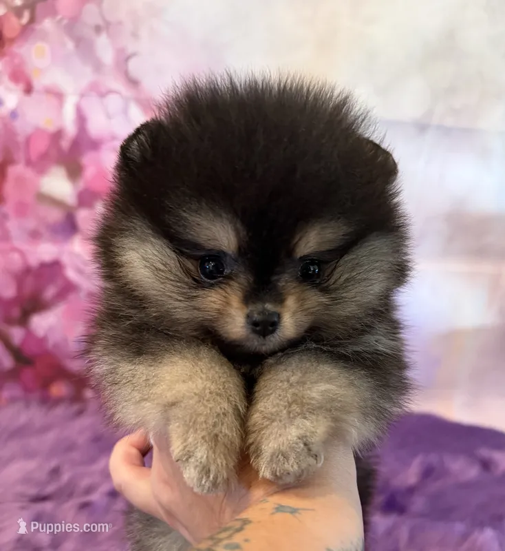 AKC Moana – Pomeranian puppy for sale in Inyokern, CA