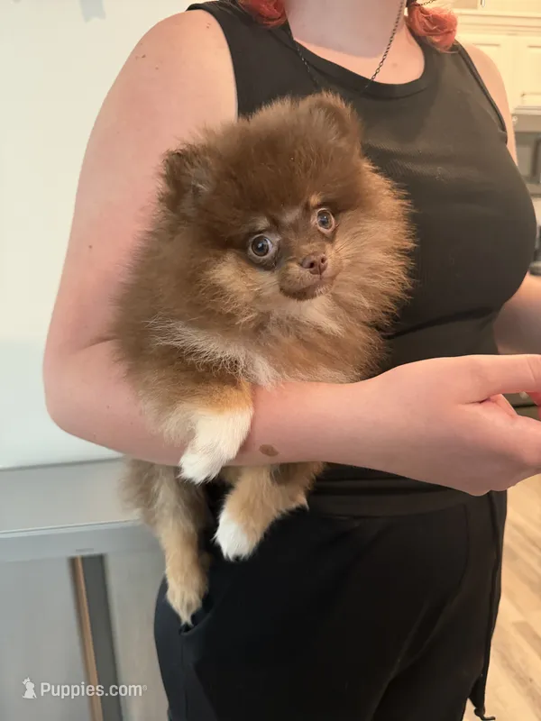 AKC Keara – Pomeranian puppy for sale in Inyokern, CA