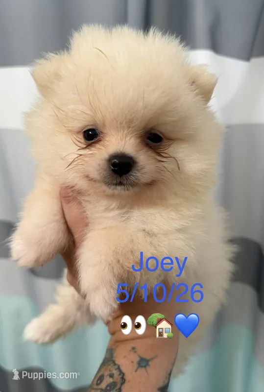 AKC Joey – Pomeranian puppy for sale in Inyokern, CA