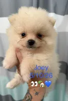 AKC Joey, a male Pomeranian for sale in Inyokern, CA – 1 of 1