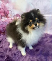 AKC Meesha, a female Pomeranian for sale in Inyokern, CA – 2 of 6