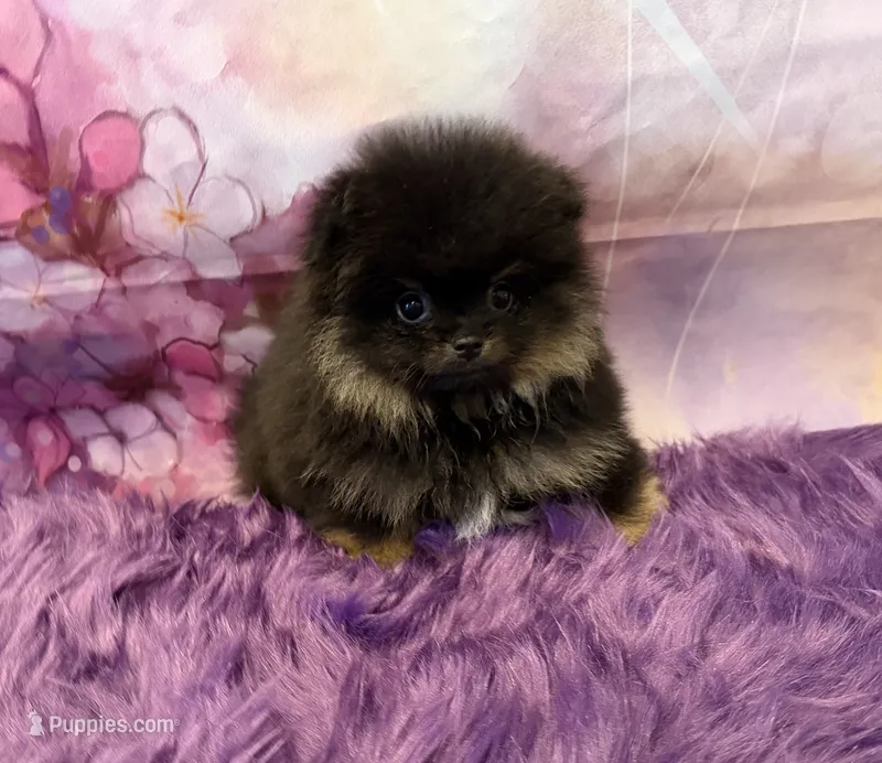 AKC Bella – Pomeranian puppy for sale in Inyokern, CA