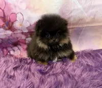 AKC Bella, a female Pomeranian for sale in Inyokern, CA – 1 of 10