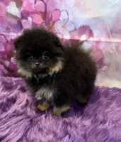 AKC Bella, a female Pomeranian for sale in Inyokern, CA – 2 of 10