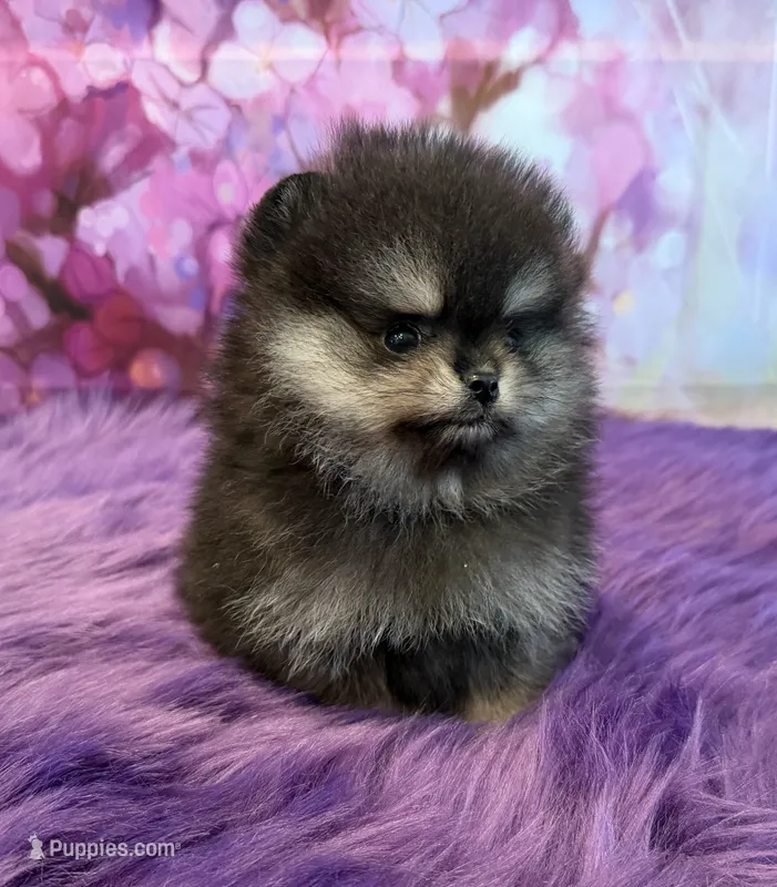 AKC HeiHei – Pomeranian puppy for sale in Inyokern, CA