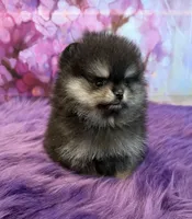 AKC HeiHei, a male Pomeranian for sale in Inyokern, CA – 1 of 3