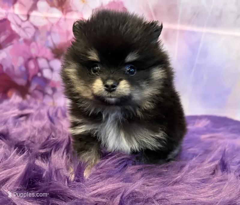 AKC Kovu – Pomeranian puppy for sale in Inyokern, CA