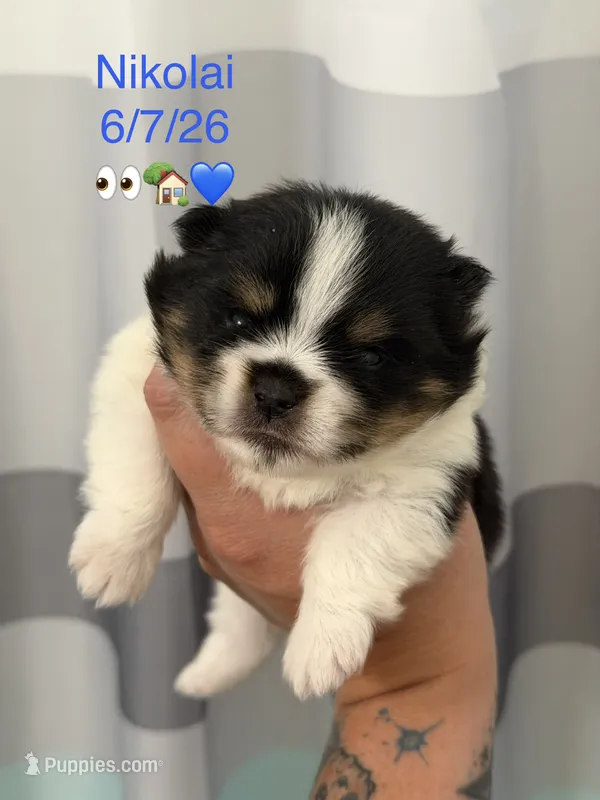 AKC Nikolai – Pomeranian puppy for sale in Inyokern, CA