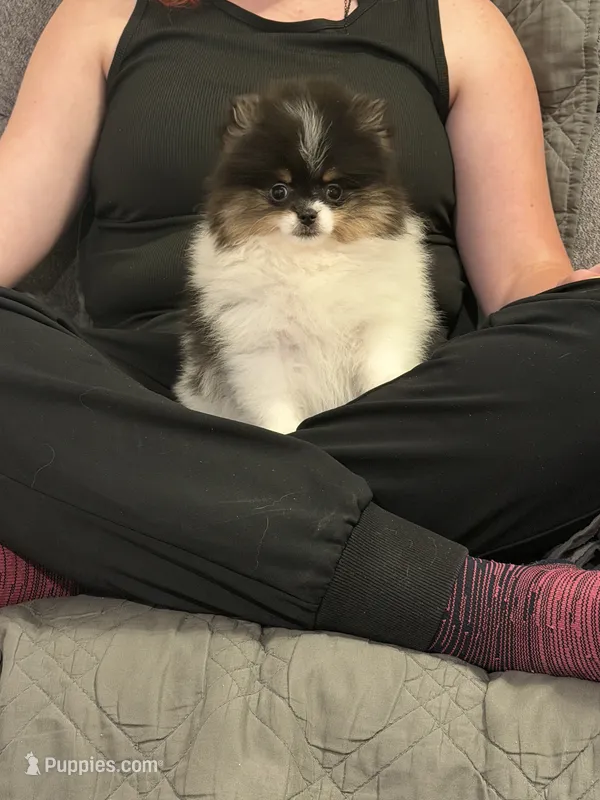 AKC Anna – Pomeranian puppy for sale in Inyokern, CA