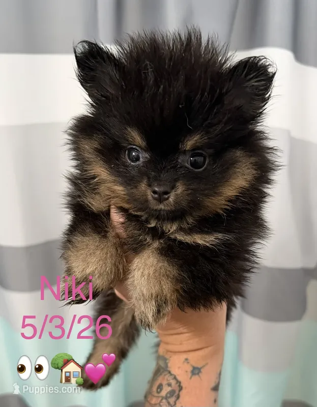 AKC Niki – Pomeranian puppy for sale in Inyokern, CA