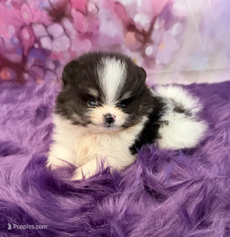AKC Hans – Pomeranian puppy for sale in Inyokern, CA