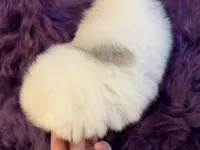 AKC Nala, a female Pomeranian for sale in Inyokern, CA – 5 of 5