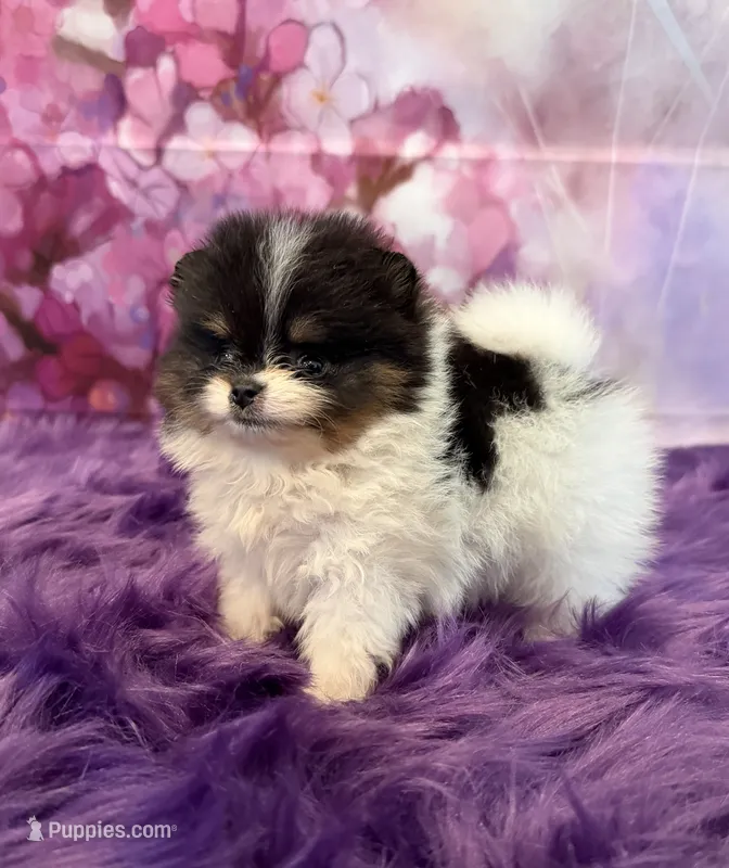 AKC Anna – Pomeranian puppy for sale in Inyokern, CA