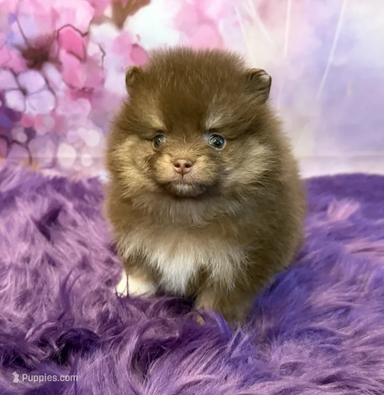 AKC Keara – Pomeranian puppy for sale in Inyokern, CA