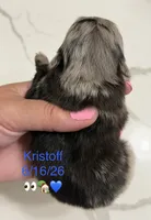 AKC Kristoff, a male Pomeranian for sale in Inyokern, CA – 1 of 2