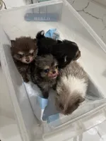 AKC Charlie, a male Pomeranian for sale in Inyokern, CA – 4 of 6