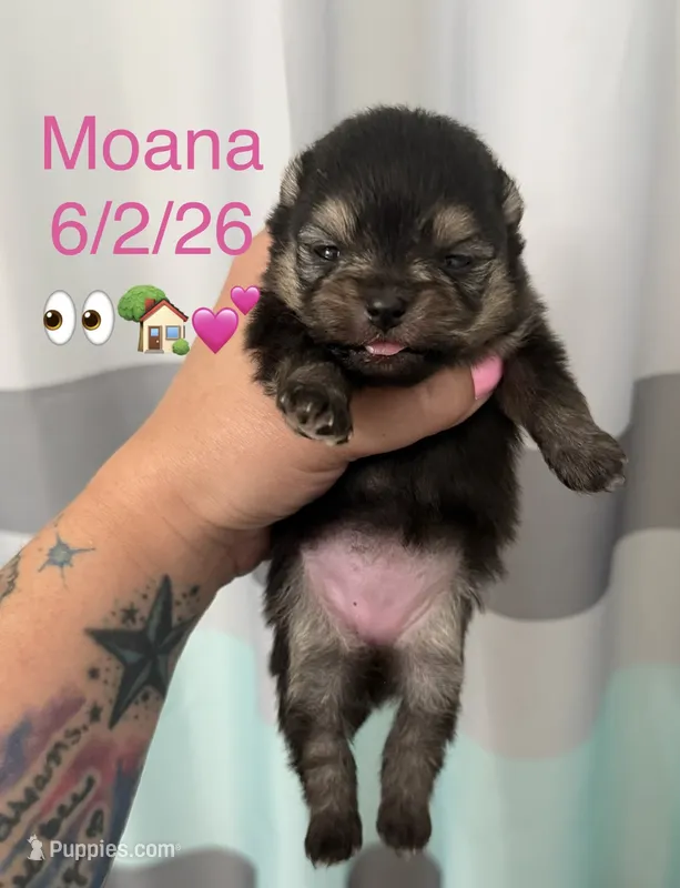 AKC Moana – Pomeranian puppy for sale in Inyokern, CA