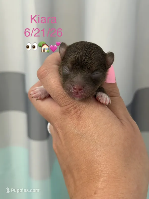 AKC Kiara – Pomeranian puppy for sale in Inyokern, CA