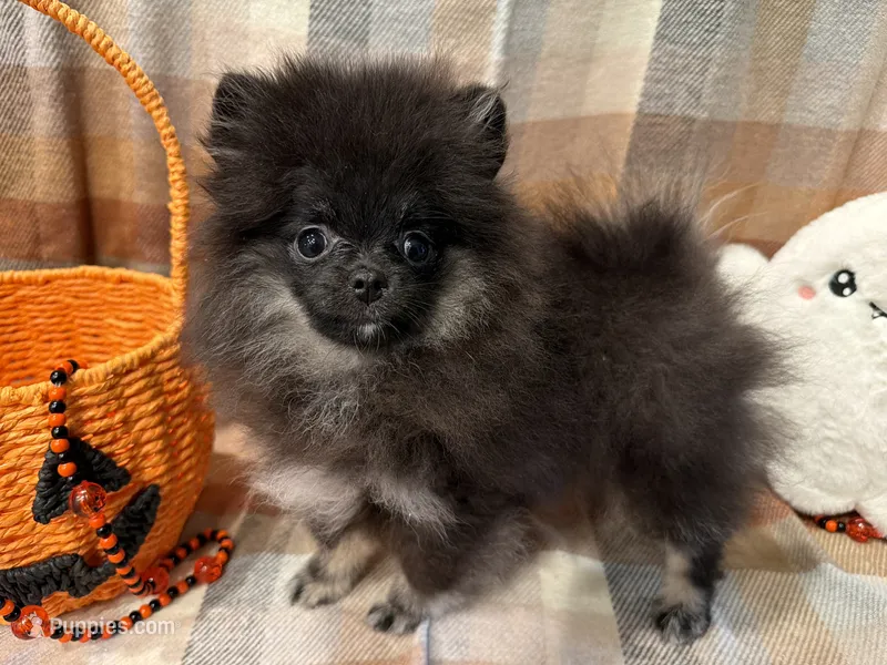 AKC Iduna – Pomeranian puppy for sale in Inyokern, CA