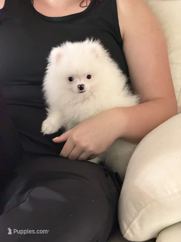 AKC Nala – Pomeranian puppy for sale in Inyokern, CA