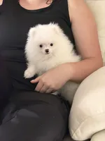 AKC Nala, a female Pomeranian for sale in Inyokern, CA – 1 of 6