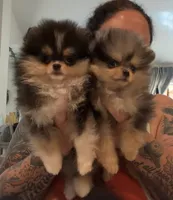 AKC Remi, a male Pomeranian for sale in Inyokern, CA – 3 of 7