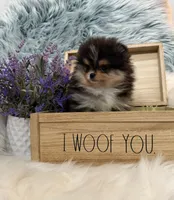 AKC Remi, a male Pomeranian for sale in Inyokern, CA – 7 of 7