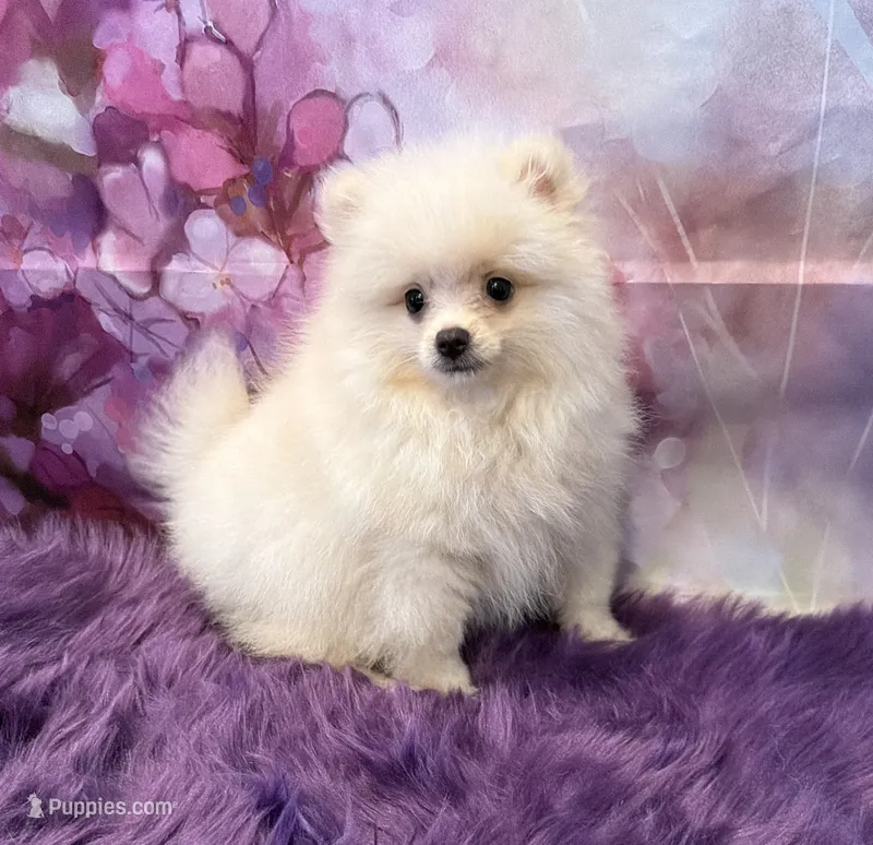 AKC Joey – Pomeranian puppy for sale in Inyokern, CA