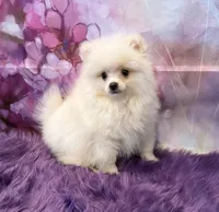 AKC Joey, a male Pomeranian for sale in Inyokern, CA – 1 of 2