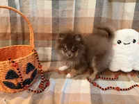 AKC Keara, a female Pomeranian for sale in Inyokern, CA – 2 of 8