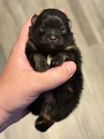 AKC Bella, a female Pomeranian for sale in Inyokern, CA – 3 of 5