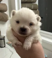 AKC Jessie, a female Pomeranian for sale in Inyokern, CA – 2 of 2