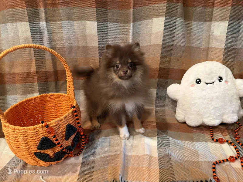 AKC Keara – Pomeranian puppy for sale in Inyokern, CA