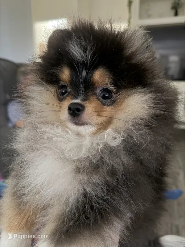 AKC Remi – Pomeranian puppy for sale in Inyokern, CA