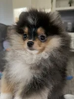 AKC Remi, a male Pomeranian for sale in Inyokern, CA – 1 of 7